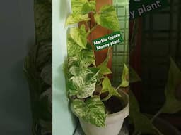 💁🌿இந்த variety Money plant பார்த்திருக்கீங்களா?#shorts#gardening #moneyplanttips