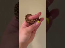 Cayenne the hognose snake always lived up to her name 🔥😅