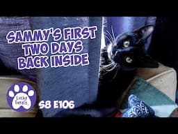 Sammy's First Two Days Back In The House - Lucky Ferals S8 E106 Cat Vlog