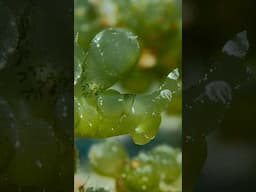 Sea grapes nudibranch up-close #lato #shorts #romblon