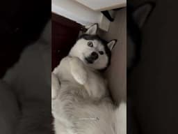 Husky Expectations / Reality🤣 Husky are the Queens of Drama | Huskies are pro at saying NO #husky