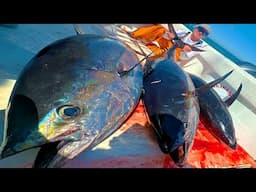 How To Catch 533.5 Pounds of Tuna in 18 Minutes (C&C)