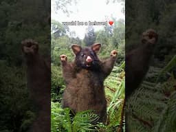 Positive Possum