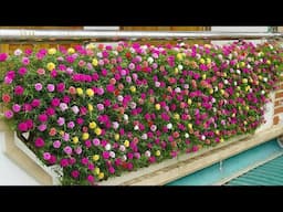Detailed Instructions for Growing Flowers with Plastic Bottles for a Beautiful Balcony Space