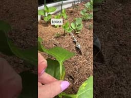 TomTato- Tomato & Potato Hybrid?!