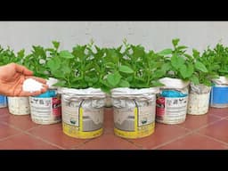 Just 1 tablespoon, Malabar spinach will grow fast this summer! No one shares this secret!! Gardening