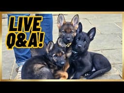 LIVE Q&A + How To Evaluate A Puppy’s GENETICS!