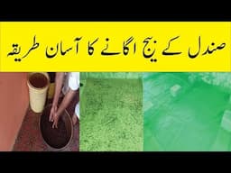How to grow SANDALWOOD TREE from Seed at Home || Sandalwood Farming in Pakistan || Seeds Germination