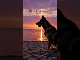 German Shepherds make everything all right #shorts