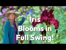 What's Blooming in Late May Zone 8 Cottage Garden Tour - Iris in All Colors!