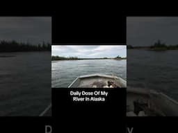 Daily Dose Of My River In Alaska #enigmaticgwichin #alaskanative #motivation #shorts