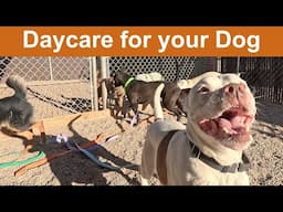 Dog TV Daycare #36