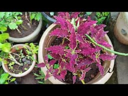 Beautiful plants🌱 / that can grow / by cutings / roots division  / in April