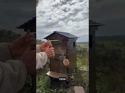 Harvesting Honey – A How-To open the Flow Frames!