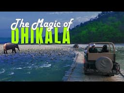 Dhikala: Final Safari of the Season – Tigers, Elephants & More! - 4K Video Hindi | हिन्दी