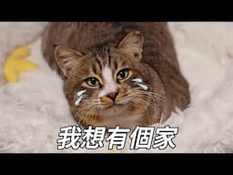 3隻高顏值浪貓因無人領養不得不放歸，記得來吃飯，都好好活著｜李喜猫