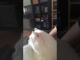Highlight 0:00 - 1:05 from Mochi my kitten