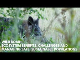 Wild Boar: ecosystem benefits and challenges, and managing safe sustainable populations