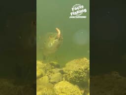 Bass Eats Lil General! #shorts