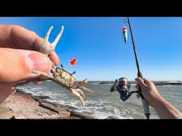 What Happens When You Use FIDDLER CRABS For Bait? foraging for jetty fishing bait