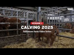 Tullamore Farm Video Series - Episode 1 - Calving 2025