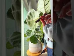 Hoping my fiddle leaf fig grows new branches soon & praying for a successful propagation 🙏🏼