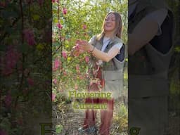 Have you ever eaten these flowers before? #edibleflowers #floweringcurrant #permaculture #foraging