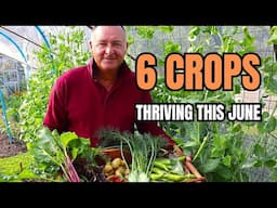 6 Crops Thriving in My No Dig Garden This June