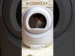 Does this shock you too? #she #cat #comedy