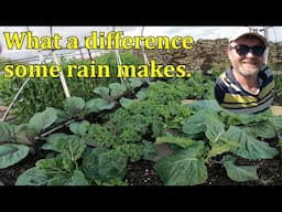 No Dig Veg Growing Update Early June