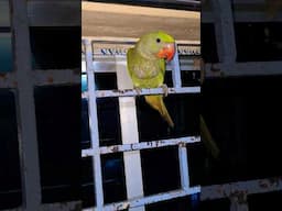 mujhe nehi sona hain #parrot #talkingparot #birds #cute
