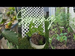 Mid April.Garden Tour + Growing Food