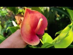 Beautiful Plants🌱🌱 / which can grow / easily  by  / cuttings / roots division / in April  / Part 1