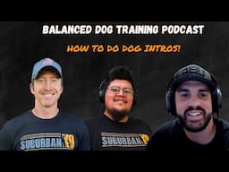 How to Do Dog Introductions! #dogtraining #dogtrainer