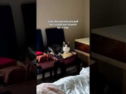 Cats when you pull out a suitcase to pack 😂😂 #travel #cats #relatable