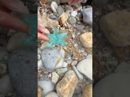 Sea Agate and Sea Crystal: Finding Hidden Treasures on the Shore and rare pearl