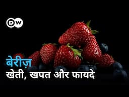देश की बेरी अच्छी होती हैं या विदेशों से आने वाली? | [Superfood Berries] | DW Documentary हिन्दी