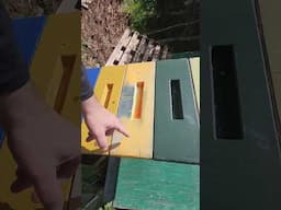 #checkerboarding #Beekeeping