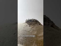Horned Lizard Photoshoot  📸