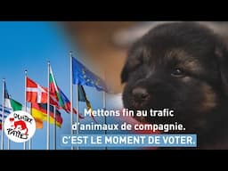 Mettons fin au trafic d'animaux de compagnie | QUATRE PATTES en France | [SUBS]
