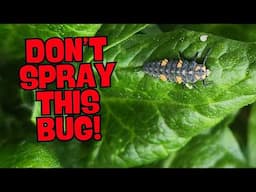 The Life Cycle of Ladybugs in Your Garden