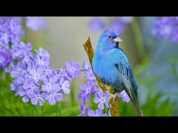 Beautiful Relaxing Hymns, Peaceful Calm Instrumental Music, "Songbird's of Spring" By Tim Janis