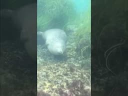 Foca Durmiendo Bajo el Agua 🤯