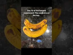 They 16 of the banana experiment