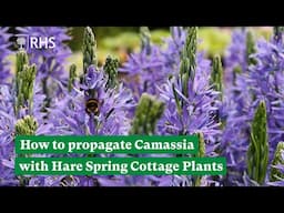 How to propagate Camassia with Hare Spring Cottage, Master Growers at RHS Malvern 2025 | The RHS