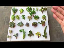 DIFFERENT TYPES OF SUCCULENTS