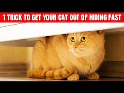 🐱 Stop Your New Cat from Hiding! 5 Proven Tips to Help Them Feel Safe