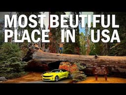 Sequoia National Park is the best place to visit in USA | 4K