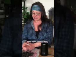 Dehydrating Elderberries for Preservation and Culinary Use!