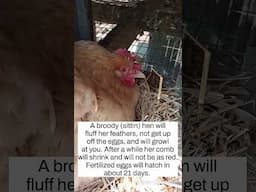 Our Broody Sittin Hen